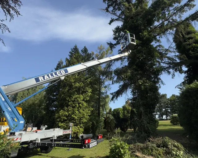 Skylift uppställd vid en hög gran för arbete ovanifrån