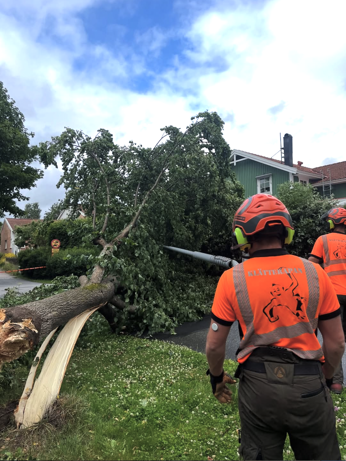 Bortforsling av grenar och stammar efter tradfallning